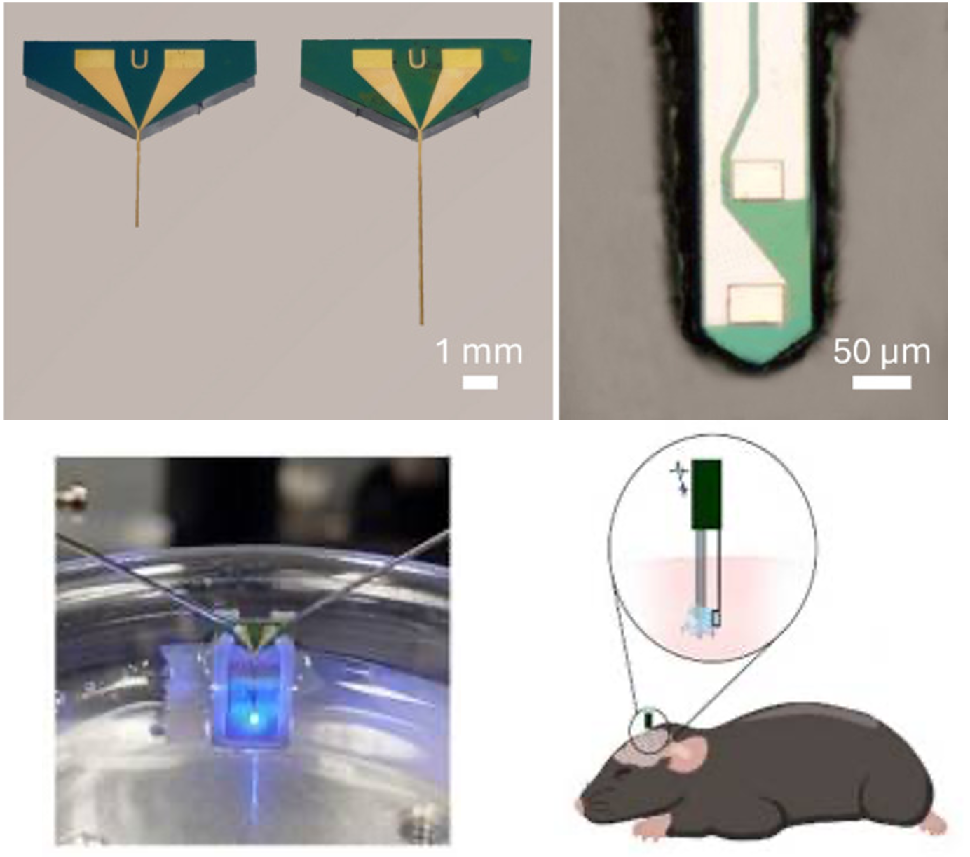 Small form factor implantable neural probe with efficient flip chip µLED for in vivo optogenetics